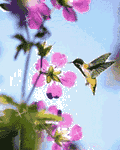 pic for Bird Nectar